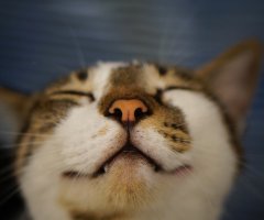 ネコ写真