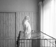 ネコ写真