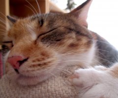 ネコ写真
