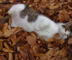ネコ写真