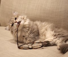 ネコ写真