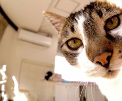 ネコ写真