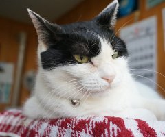 ネコ写真