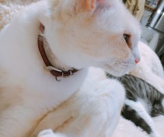 ネコ写真
