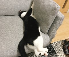 ネコ写真