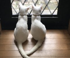 ネコ写真