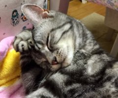 ネコ写真