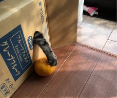ネコ写真