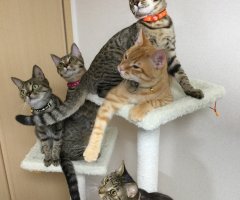 ネコ写真