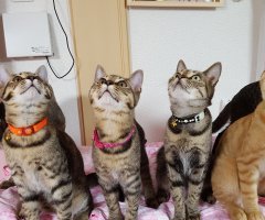 猫写真