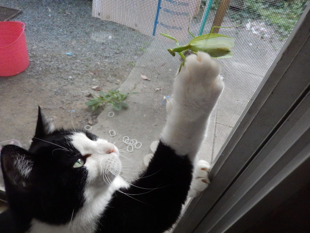 おわぁ かわいい猫写真 猫画像の投稿サイト ネコジルシ