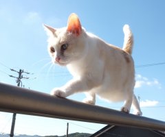 ネコ写真