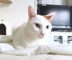 ネコ写真