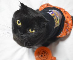 ネコ写真