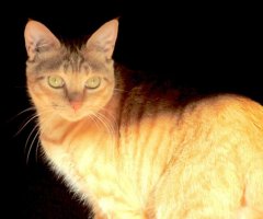 猫写真