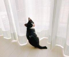 ネコ写真