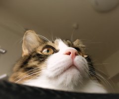 ネコ写真