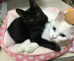 ネコ写真