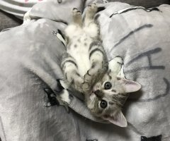 ネコ写真