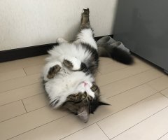 ネコ写真