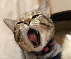 ネコ写真