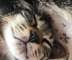ネコ写真