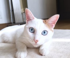 ネコ写真