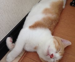 ネコ写真