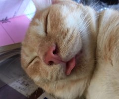 ネコ写真