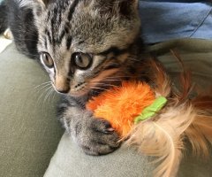 ネコ写真