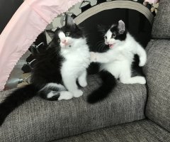 ネコ写真