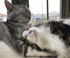 ネコ写真