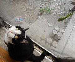 ネコ写真