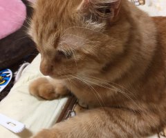 ネコ写真