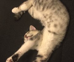 ネコ写真
