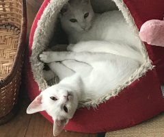 ネコ写真