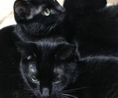 ネコ写真