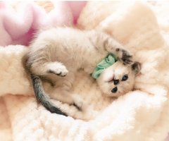 ネコ写真
