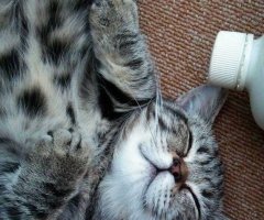ネコ写真