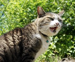 ネコ写真