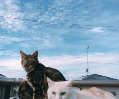 ネコ写真