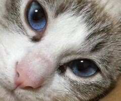 猫写真