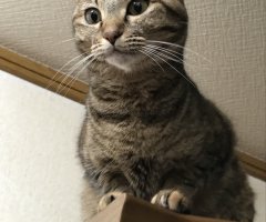 ネコ写真