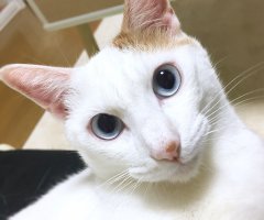 ネコ写真