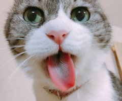 ネコ写真