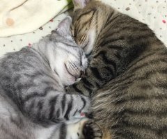 ネコ写真
