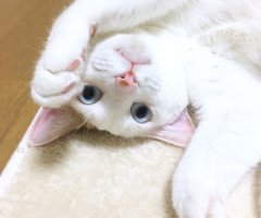 ネコ写真