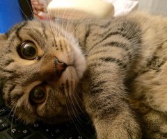 ネコ写真