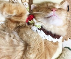 ネコ写真