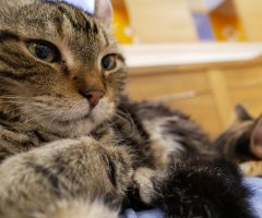 ネコ写真